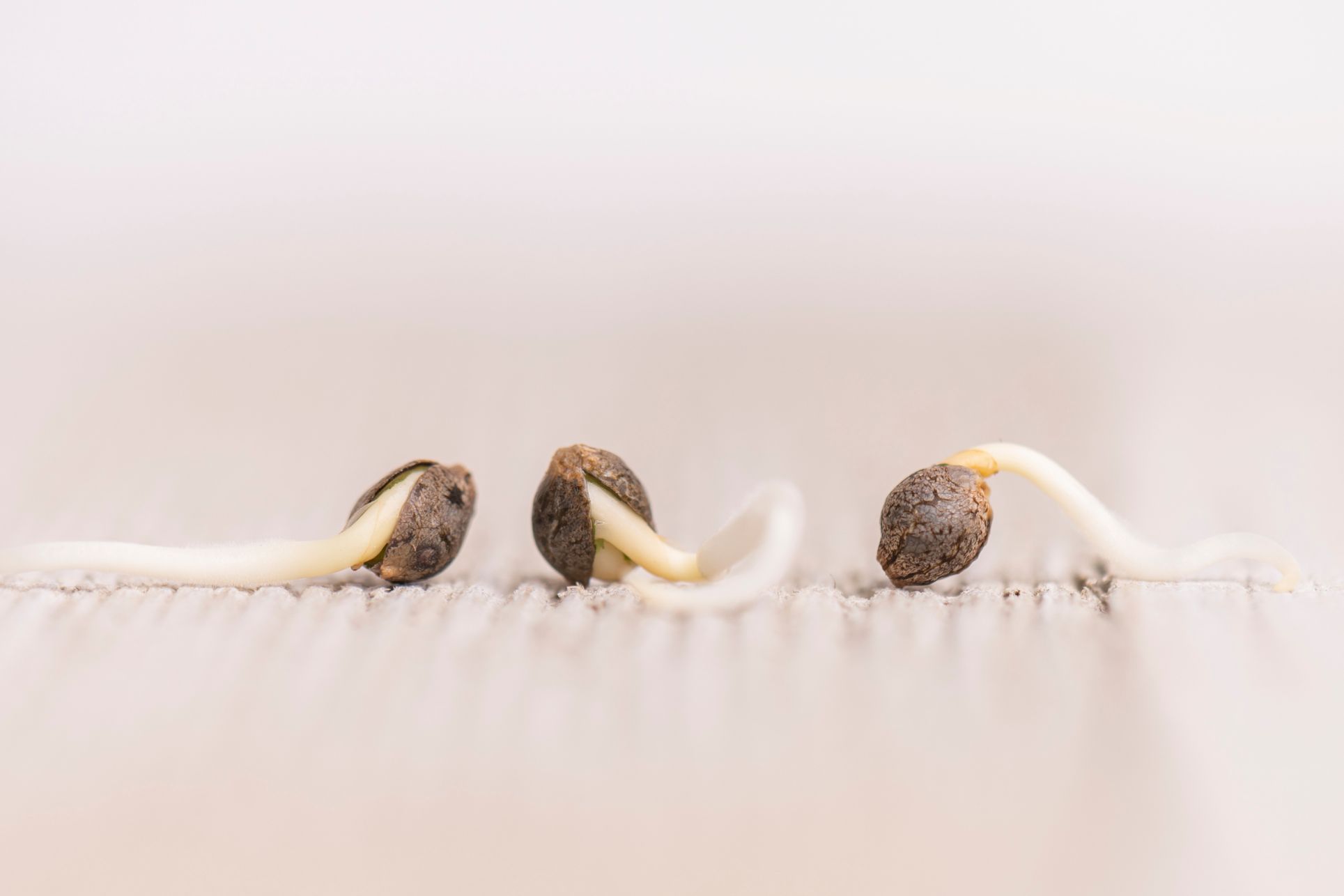 Klíčení konopných semen