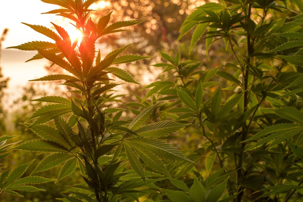 Západ slunce u rostlin konopí