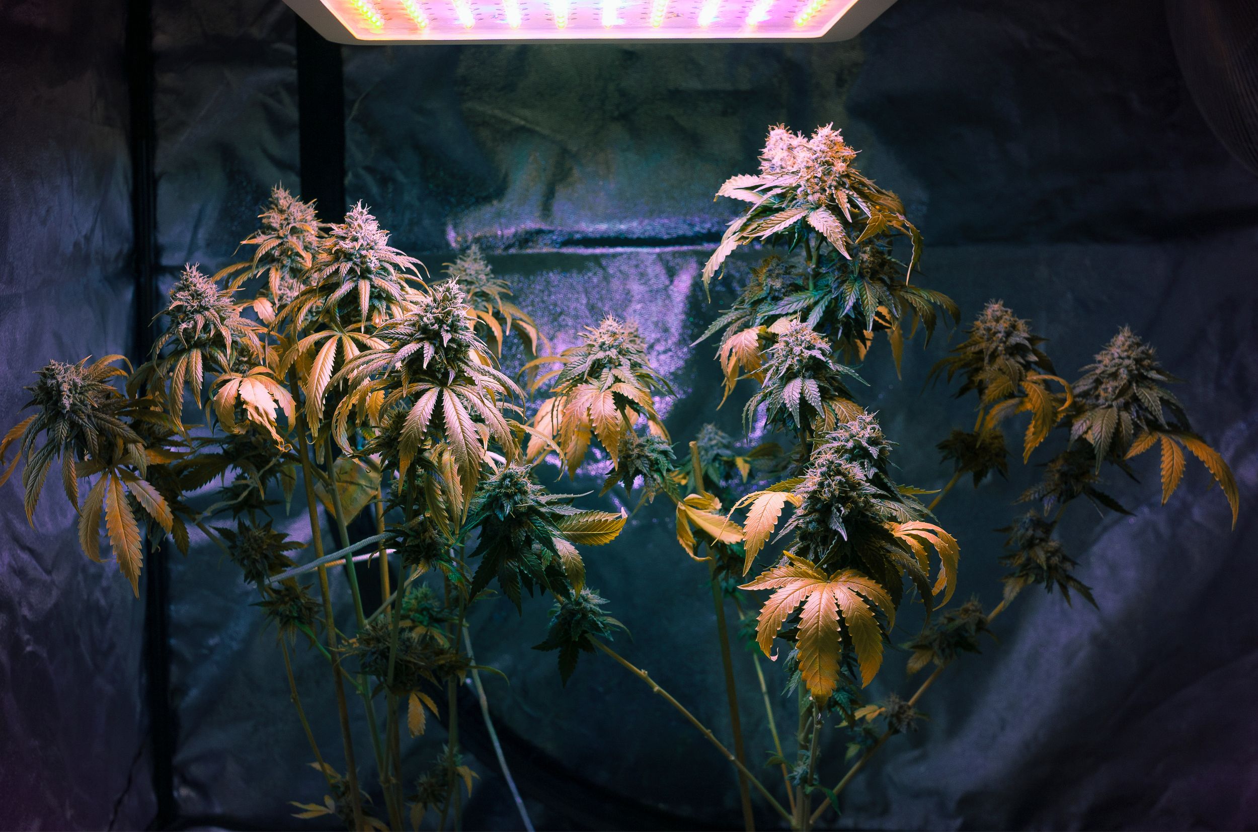 Rastlina konopy pod LED lampou