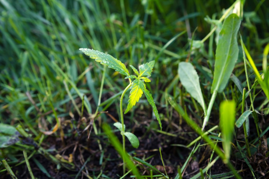 Malá rostlinka konopí v trávě
