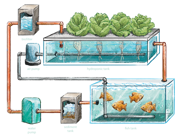 Aquaponie a její systém 