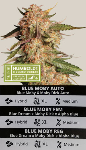 Blue Moby Autoflower