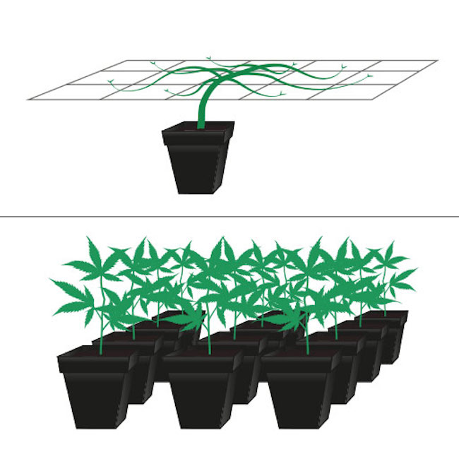 Techniky pěstování SOG a SCROG