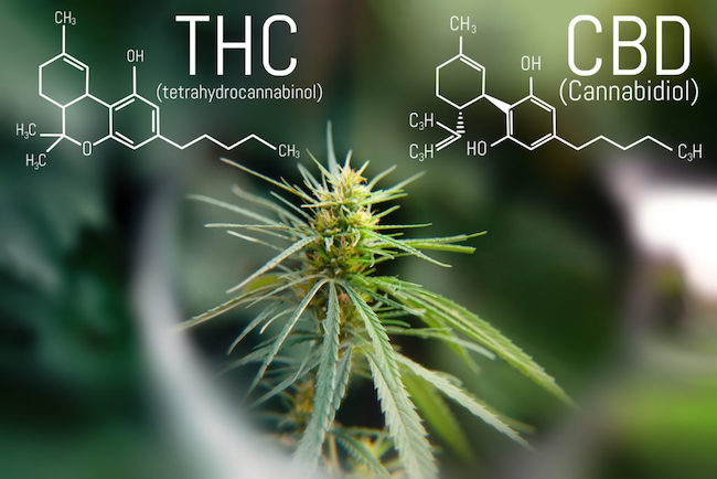 Kanabinoidy THC a CBD 
