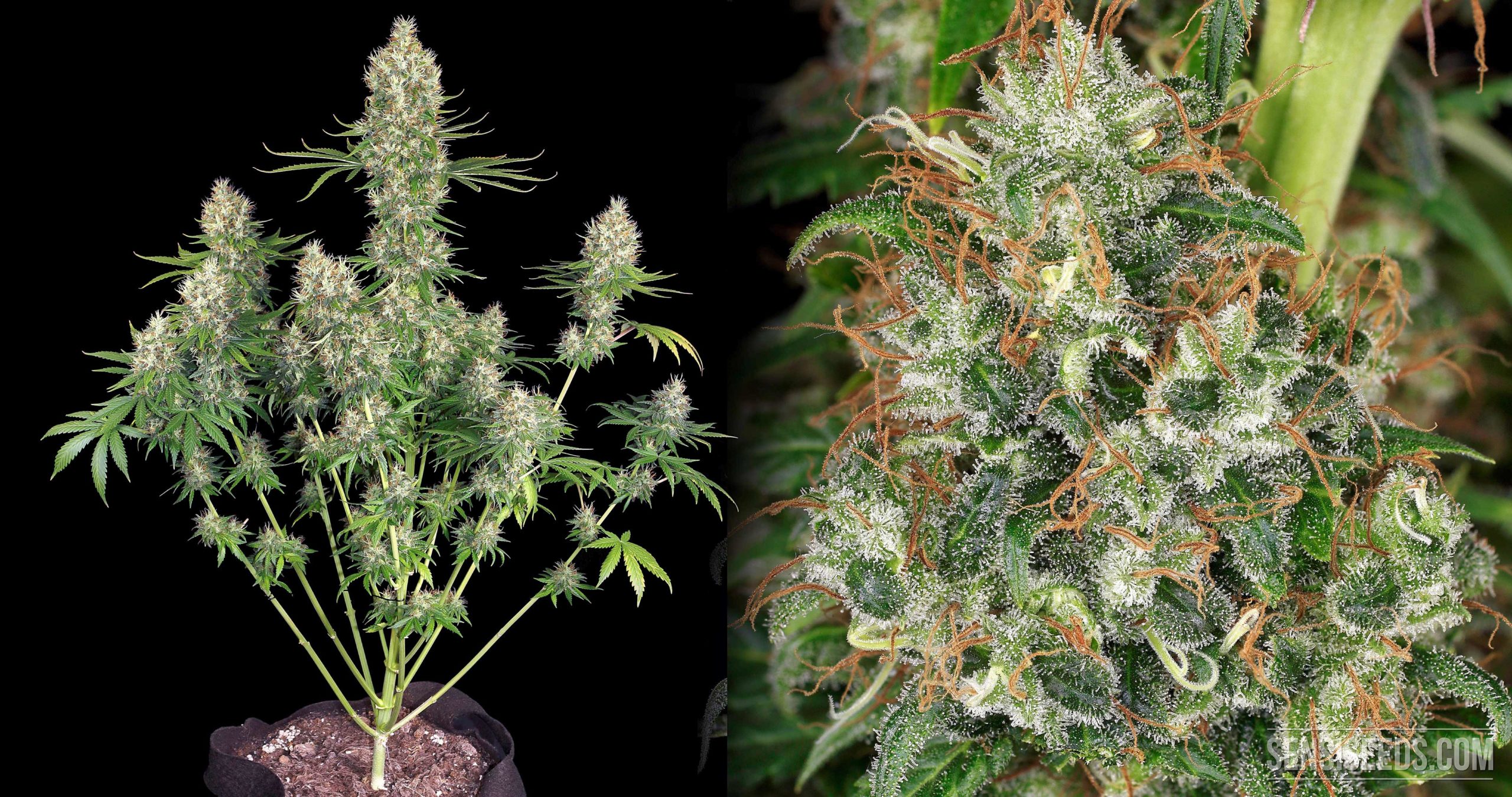 Ed Rosenthal Super Bud Sensi Seeds Semena Marihuany