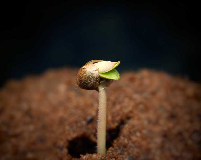 Klíčenie konopného semienka 
