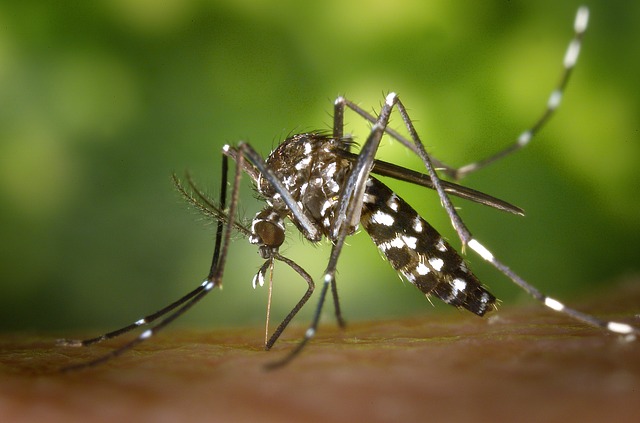 Komár přenášející virus Zika