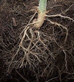 zdravé kořeny
