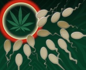Spermie putující k vajíčku