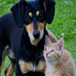 Léčebné konopí a CBD pro kočky a psi: Studie 2018