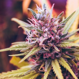 CBD květy konopí - legální marihuana