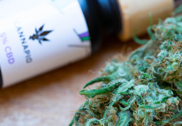  AKTUALIZOVÁNO: Semena konopí s obsahem THC do 1% a možnost jejich pěstování