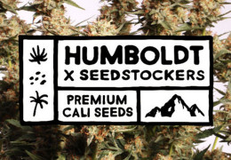NOVINKA: Humboldt X Seedstockers!