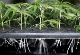 Kořeny konopí - vliv na zdravou rostlinu a léčebné využití