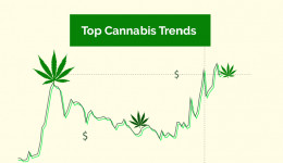 TOP cannabis trends 2023
