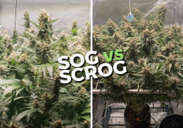 Rozdiely v technikách pestovania SOG vs. SCROG 
