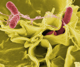 CBD extrakt preukázal vysoký antibakteriálny účinok pri liečbe salmonelly typhimurium 