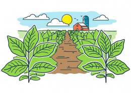 Čo je to vegánske pestovanie a ako súvisí s konopou? 