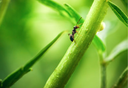 Mravenci jako škůdci konopí: Jak se jich zbavit?
