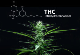 Obsah THC v konope: Koľko % je priveľa?