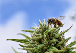 Včely a konopí: Nečekané spojenectví s překvapivými výsledky!