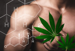Vliv marihuany na hladinu testosteronu: Co říká věda?