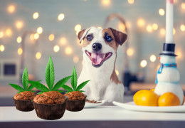 Psy a konope: Čo robiť, ak pes zje konope?