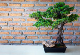 Pestovanie konopných bonsajov: Ako na to? 