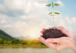 Záhradná terapia: Zdravotné a ekologické výhody pestovania konope